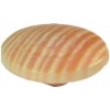 Wood Cover Cap 13mmd Beech